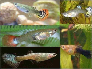 Les guppys sont de beaux poissons