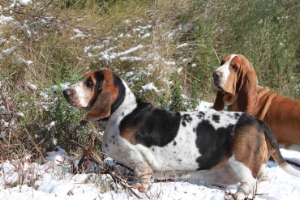 Nos basset hound en ballade  Cannes et dans le Tanneron
