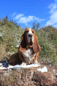 Le basset hound sur son trone