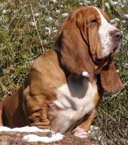 Notre basset-hound