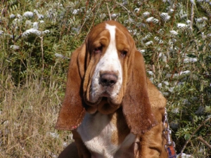 Le regard mélancolique du basset-hound