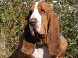 Notre basset hound