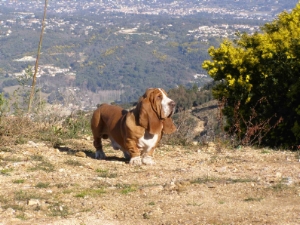 Notre basset-hound dans le massif du Tanneron