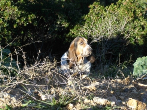 Notre basset-hound
