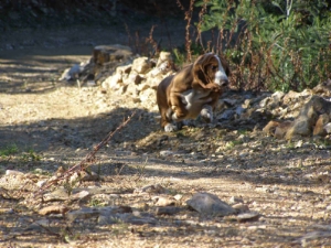 Notre basset hound prend l aire et s envole