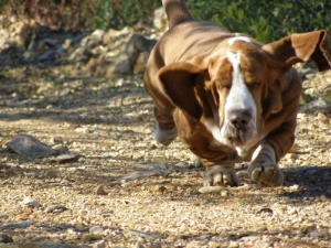 Notre basset-hound prend l aire et s envole