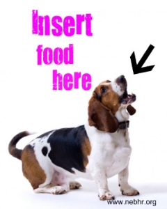 Comment alimenter son basset hound