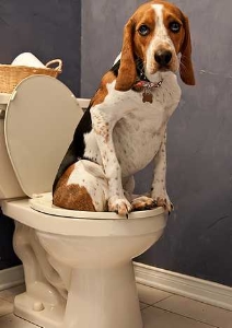 Un basset hound propre mais pas forcment jusqu  ce point