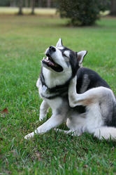 les allergies du chien