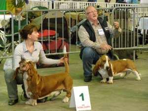 Pour voir des photos souvenirs de nos expositions canines
