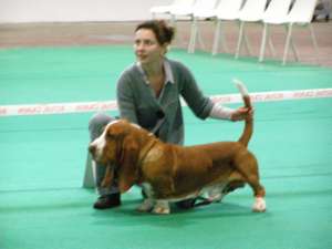 Pour vous aider à comprendre le déroulement des concours et expositions canines