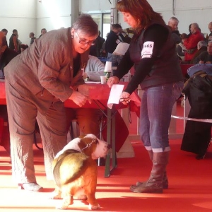 Lors des expositions canines, le rôle du juge est déterminant