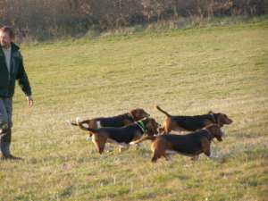 Comment se prparer au brevet de chasse