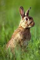 Comment se passe le brevet de chasse