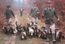 La chasse avec une meute de bassets ne s'improvise pas