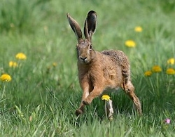 Chasse du livre aux chiens courants