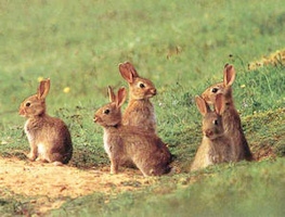Chasse du lapin de garenne aux chiens courants