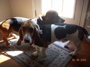 Baley et Hoagie de Margaret Whitaker Lewis