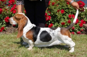 Le basset hound de Théresa VALBERG