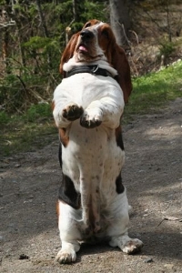 Le basset hound de Théresa VALBERG