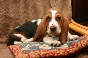 Basset hound de Lesley Brading