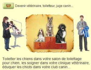 dogzer pour apprendre avec son basset-hound