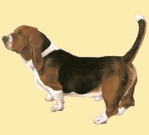 Une trs belle robe ce basset hound