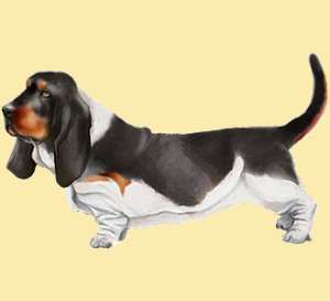 Pas mignon le basset avec cette frimousse ?