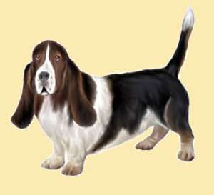 un basset hound vtran