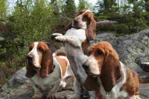 les basset hound erick lova et ella