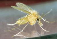 le phlbotome transmet la leischmaniose
