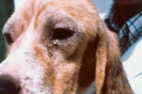 leischmaniose sur un basset hound
