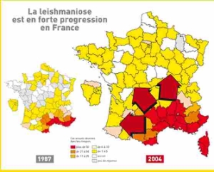 O trouve t on la leishmaniose ?