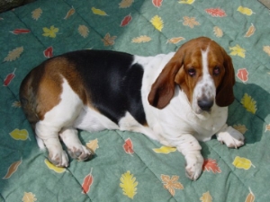 Doogy de betty Deman
