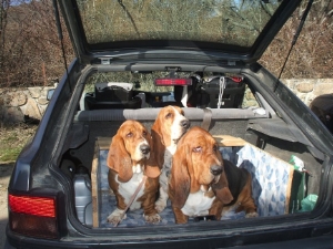 Le basset hound doit tre  l arrire et pas au volant ! 