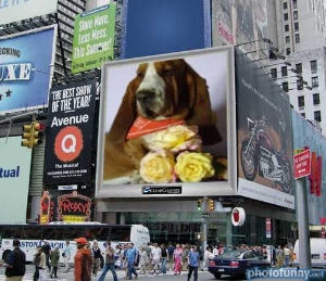 Notre basset hound sur une 4x3