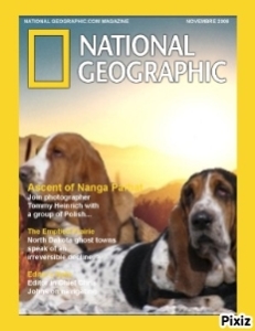 nos basset hound faisant la Une
