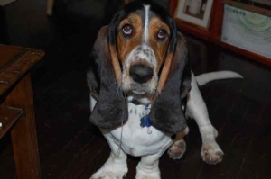 banjo le basset hound