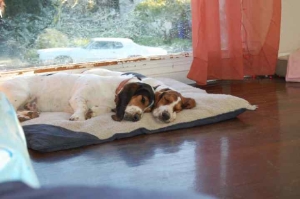 Les deux basset hound Banjo et Mandolyn font un gros calin