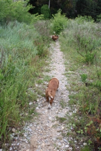 premire sortie en qute pour Emy