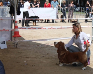 Billy 1st excellent Champion's class RCACIB