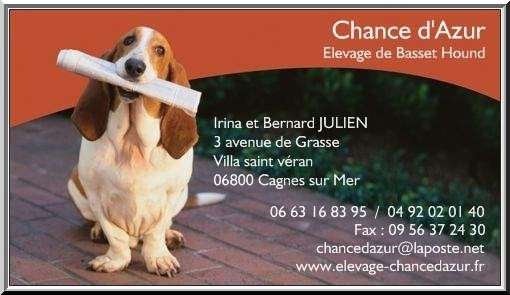 basset hound Chance d Azur