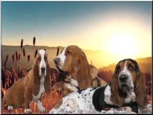 basset hound Chance d Azur