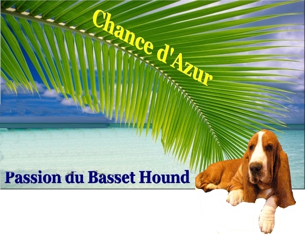 Chance d Azur