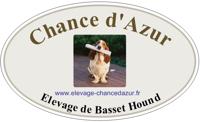 Elevage de basset hound Chance d Azur