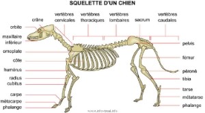 Cliquez pour agrandir le squelette du chien